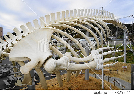1月 南房総市28ｼﾛﾅｶﾞｽｸｼﾞﾗ全身骨格複製胸びれ 鯨資料館の写真素材