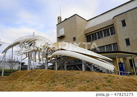 1月　南房総市26ｼﾛﾅｶﾞｽｸｼﾞﾗ全身骨格複製･鯨資料館 47825275