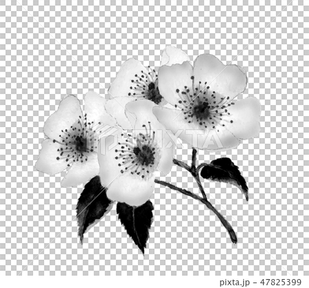 Pink Neubara Nori ink painting picture monotone 47825399