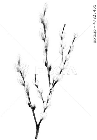 猫柳 ねこやなぎ 水墨画 モノトーンのイラスト素材