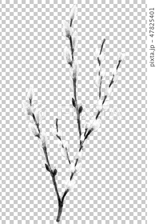 猫柳 ねこやなぎ 水墨画 モノトーン 47825401