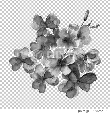 カタバミ 水墨画 モノトーン 47825402
