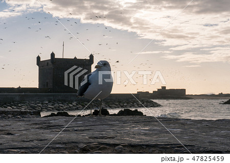 Seagull bird and beautiful sunset sky with the ruins of old fortress in Essaouira, Morocco Seagull bird and beautiful sunset sky with the ruins of old fortress in Essaouira, Morocco 47825459