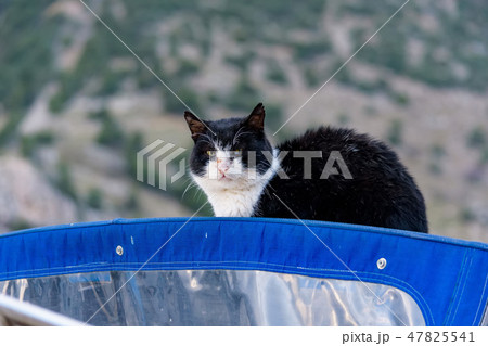 ReBlak and white d wild cat sits on top of motor boat ReBlak and white d wild cat sits on top of motor boat 47825541