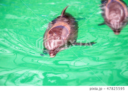 Cute dolphins in pool water in dolphinarium 47825595