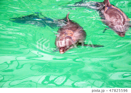 Cute dolphins in pool water in dolphinarium 47825596