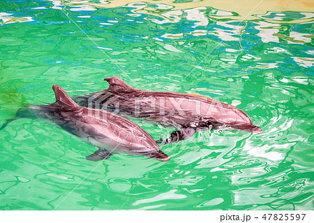 Cute dolphins in pool water in dolphinarium 47825597