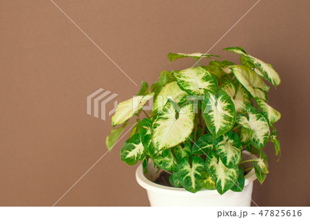 観葉植物 47825616