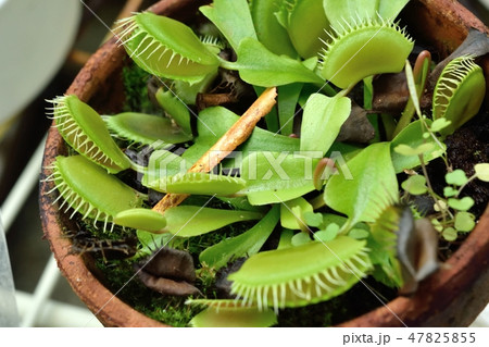 ハエトリグサ 補虫器 ハエトリグサ 補虫器 47825855