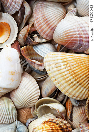 Variety of seashells on beach 47826042