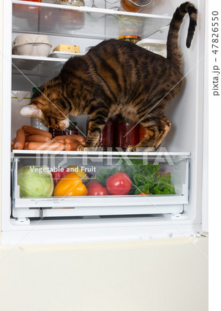 Cat in the refrigerator steals sausage Cat in the refrigerator steals sausage 47826550