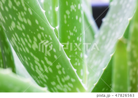aloe vera plant with close up shot. aloe vera plant with close up shot. 47826563