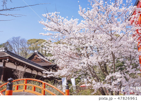 京都下鴨神社　賀茂御祖神社　京都お花見所　京都観光スポット 47826961