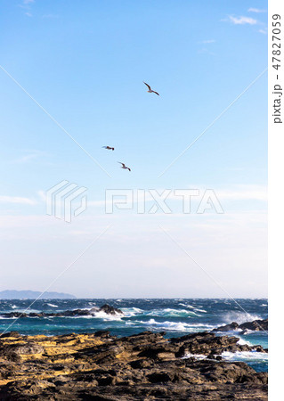 城ヶ島のカモメ 城ヶ島のカモメ 47827059