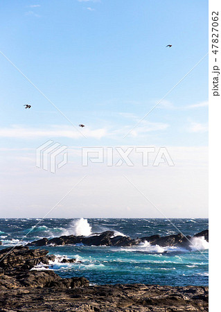 城ヶ島のカモメ 城ヶ島のカモメ 47827062