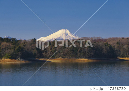 冬の多摩湖と富士山 冬の多摩湖と富士山 47828720