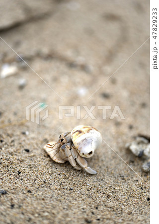 オカヤドカリ属(陸宿借) オカヤドカリ属(陸宿借) 47829233