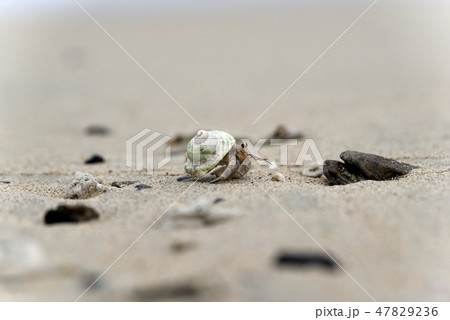 オカヤドカリ属（陸宿借） 47829236