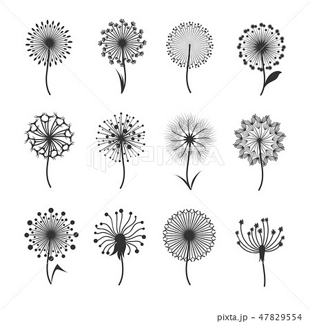 Dandelion Flowers With Fluffy Seeds Black のイラスト素材 47829554 Pixta