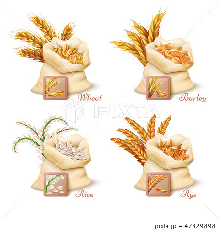 Agricultural cereals - wheat, barley, oat and rice vector set 47829898