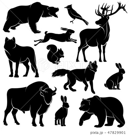 Vector forest animals for wood design. Zoology collection 47829901