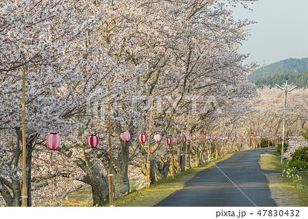 静岡　森町の太田川桜堤の桜 47830432
