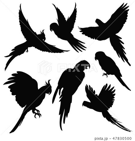 Vector parrots, amazon jungle birds silhouettes isolated on white 47830500
