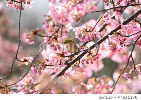 桜とメジロ 47831170