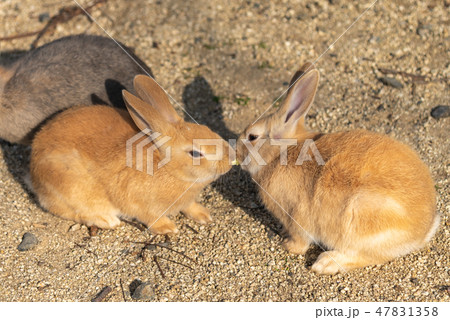 子うさぎたちのエサの奪い合い 大久野島 ウサギの島 冬時期 瀬戸内海 広島県 日本 アジアの写真素材