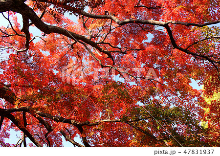 福蔵院の紅葉(1) 福蔵院の紅葉(1) 47831937