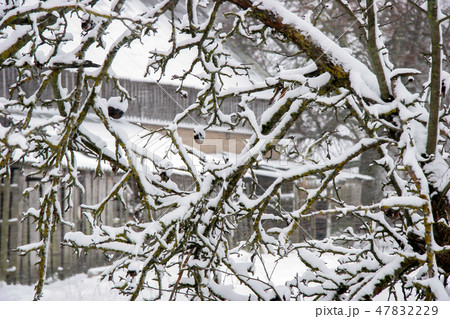 Apple tree covered with snow 47832229