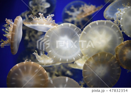 サカサクラゲ 水族館 水槽 飼育の写真素材