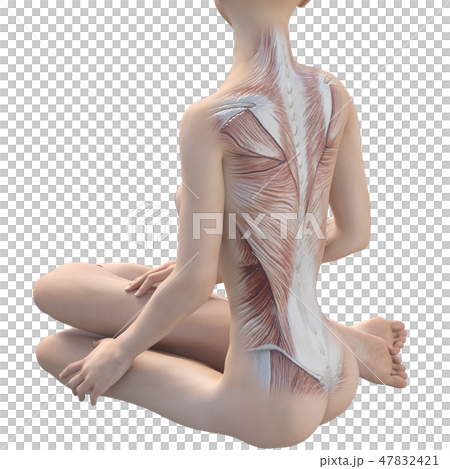 Female dissection muscle 3DCG illustration material 47832421