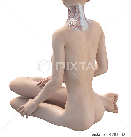 女性　解剖　筋肉　３DCG　イラスト素材 47832422