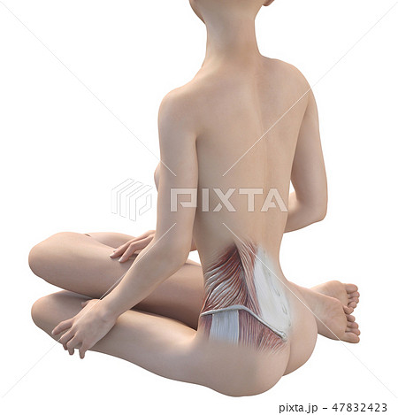 女性　解剖　筋肉　３DCG　イラスト素材 47832423