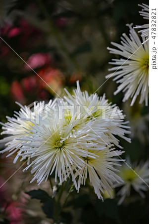 菊の花 47832821