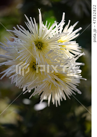 菊の花 菊の花 47832822