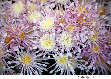 菊の花 菊の花 47832827
