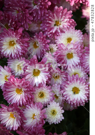 菊の花 菊の花 47832828