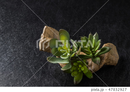 サボテン 多肉植物の盆栽 Implantation of a cactus succulents サボテン 多肉植物の盆栽 Implantation of a cactus succulents 47832927
