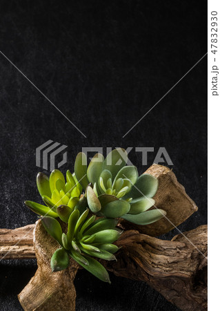 サボテン　多肉植物の盆栽 Implantation of a cactus succulents 47832930