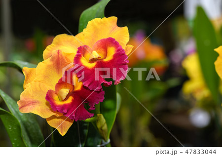 Orange with red hybrid Cattleya flower orchid Orange with red hybrid Cattleya flower orchid 47833044