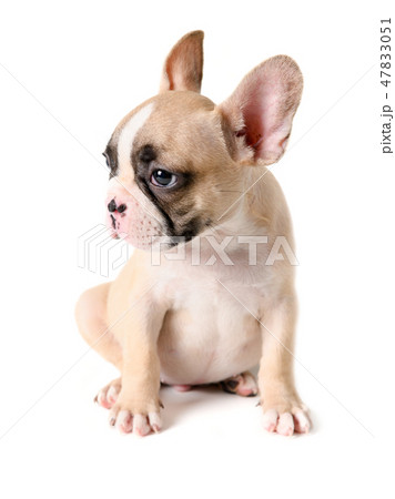 Cute little French bulldog sitting isolated 47833051
