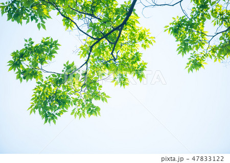 新緑 47833122