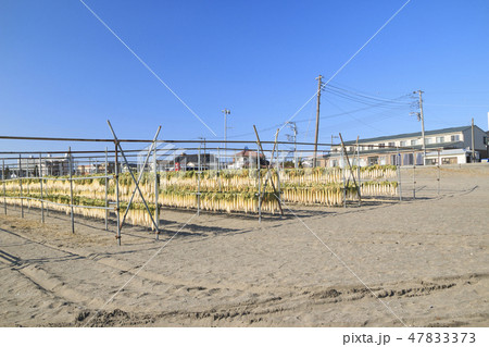 三浦海岸 47833373