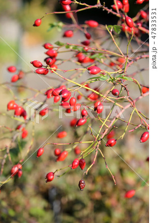 ロサカニナの実 47833531