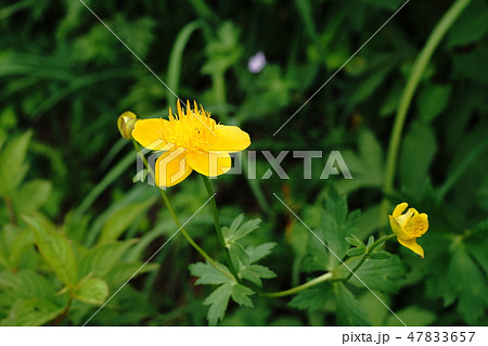 八島湿原に咲くキンバイソウ 47833657