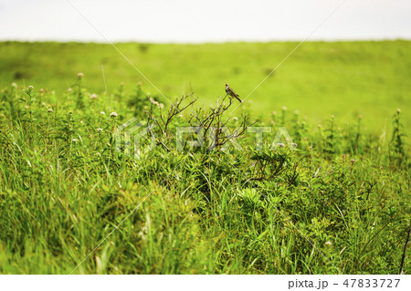 霧ヶ峰で見かけた、ビンズイ 47833727