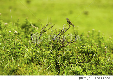 霧ヶ峰で見かけた、ビンズイ 47833728