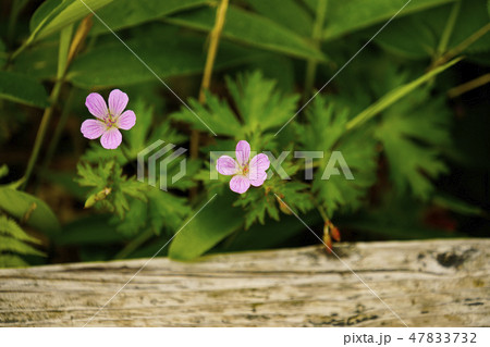 八島湿原に咲くハクサンフウロ 47833732